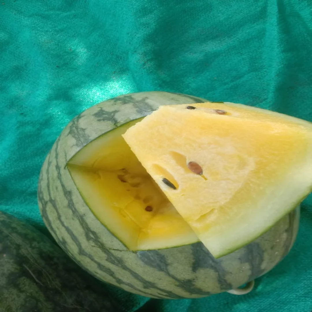 Buy Yellow Flesh Arohi Watermelon UAE Exporter